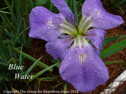 Blue Water (0)
